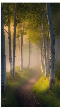 an image of a path in the woods with trees on both sides and sunlight coming through