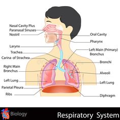 the anatomy of the human body and its major organs, including the neck, chest, lungs