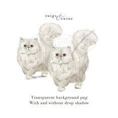 two white cats standing next to each other on top of a white background with the words,