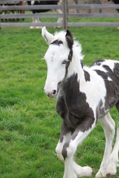 a black and white horse standing on top of a lush green field