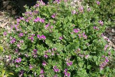 small purple flowers blooming in the garden