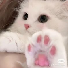 a close up of a cat's paw with it's paws stretched out