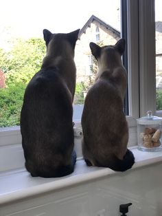 two cats are sitting on a window sill looking out the window at something outside