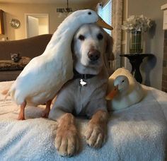 a dog sitting on top of a bed next to two ducks