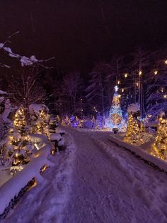 a snowy path with christmas lights and trees