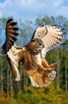 an owl flying through the air with its wings spread