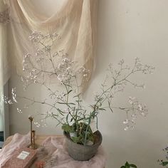 a potted plant sitting on top of a table next to a window with sheer curtains