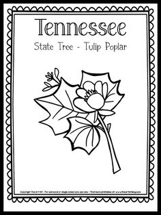 the kentucky state tree - top peplar coloring page