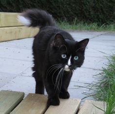 a black cat with blue eyes standing on a wooden bench outside next to grass and bushes