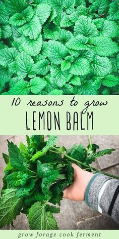 lemon balm with green leaves in the background and text overlay that reads 10 reasons to grow lemon balm