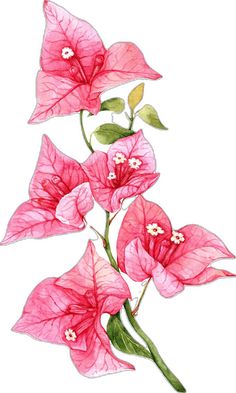 How To Draw Bougainvillea Step By Step, Small Flower Illustration, Flower Watercolor Illustration, Floral Illustrations Botanical, Bougainvillea Watercolor, Bougainvillea Plant, Botanical Prints Free, Bougainvillea Flower, Pink Bougainvillea