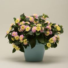 a potted plant with yellow and pink flowers in it's center, on a gray background