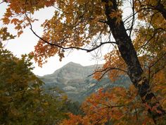 trees with yellow and orange leaves in the foreground, mountains in the back ground