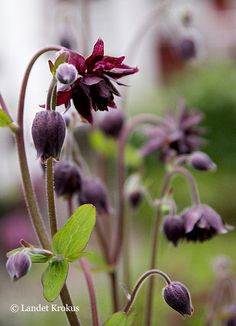 purple flowers with green leaves in the foreground