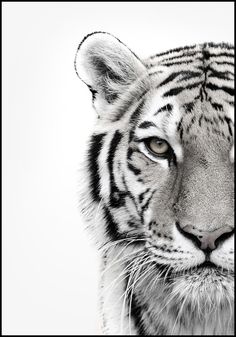 a black and white photo of a tiger's face