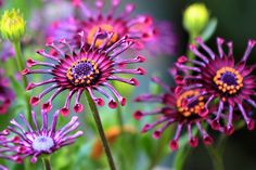 purple and yellow flowers with green leaves in the background