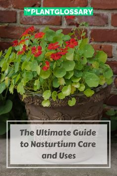 a potted plant with red flowers and green leaves in it that says the ultimate guide to nasturum care and uses