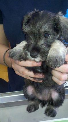 a person holding a small dog in their hands