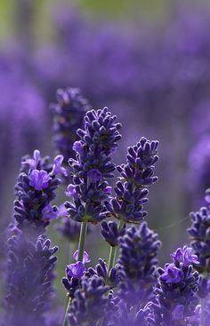 purple flowers are blooming in the field