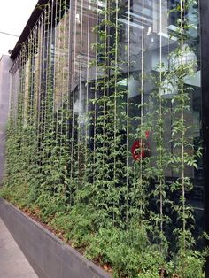 the plants are growing on the side of the building