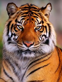 a large tiger sitting on top of a lush green field