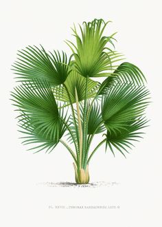 a drawing of a palm tree with green leaves