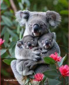 two baby koalas cuddle together in their mother's arms