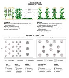 an image of some sort of plant structure that is labeled in the text below it