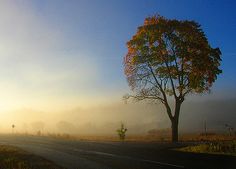 the sun shines brightly on a foggy morning in this rural area with a lone tree