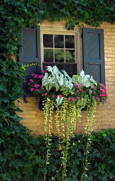 a window with plants growing out of it