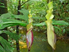 two large green and red flowers hanging from the side of a tree in a forest