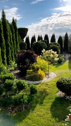 a lush green garden with lots of trees