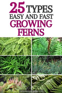 how to choose easy and fast growing ferns Fern Care Indoor, Fern Plants, Indoor Ferns, Types Of Ferns, Garden Decoration Ideas, Ferns Garden, Backyard Flowers