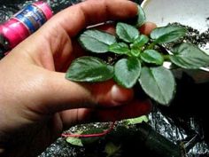 a person holding a plant in their hand