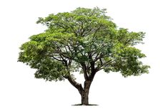 a large tree with green leaves on it's trunk and branches, against a white background