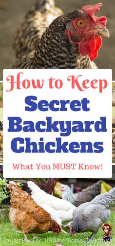 backyard chickens the good, the bad and the ugly book cover image with text overlay