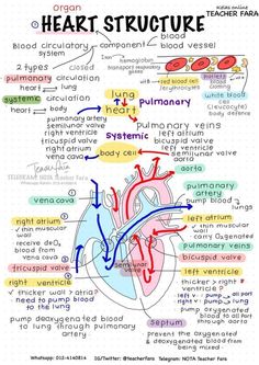 the heart diagram with words and pictures on it