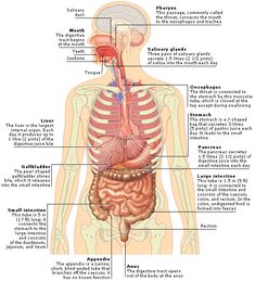 diagram of the human body organs and their functions