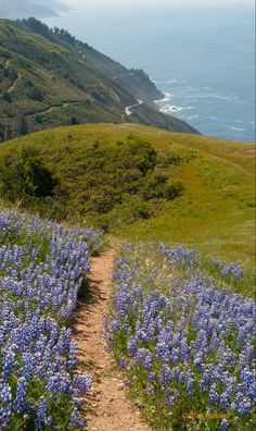 a path leading to the ocean with blue flowers on both sides and green hills in the background