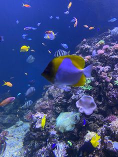 an aquarium filled with lots of colorful fish