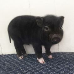 a small black pig standing on top of a blue carpet next to a white wall