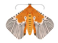 an orange and white moth with black stripes on its wings