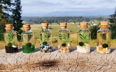 five glass bottles with plants in them sitting on a tree stump