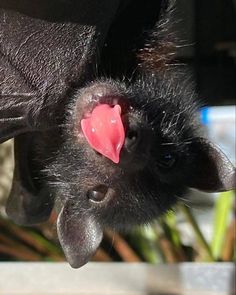 a close up of a bat with its tongue out