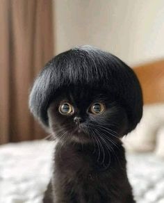 a small black kitten wearing a hat on top of it's head, sitting on a bed