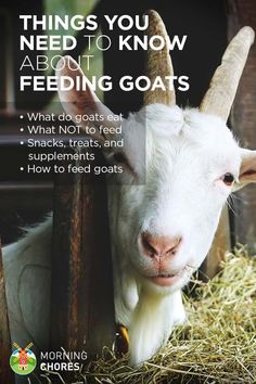 a white goat with long horns standing next to a pile of hay and text that reads, things you need to know about feeding goats