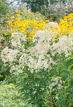 white flowers are in the foreground and yellow daisies in the backgroud