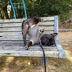 a black dog laying on top of a wooden bench next to a blue park bench