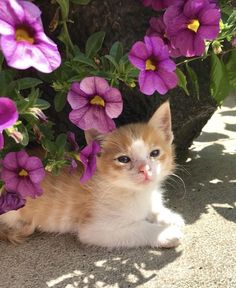 an orange and white kitten sitting next to purple flowers