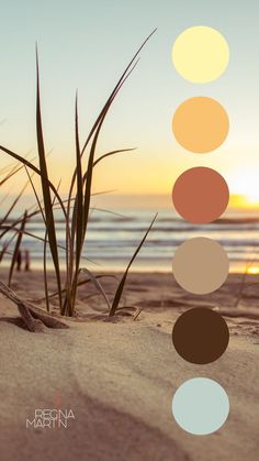 the beach is covered in sand and grass